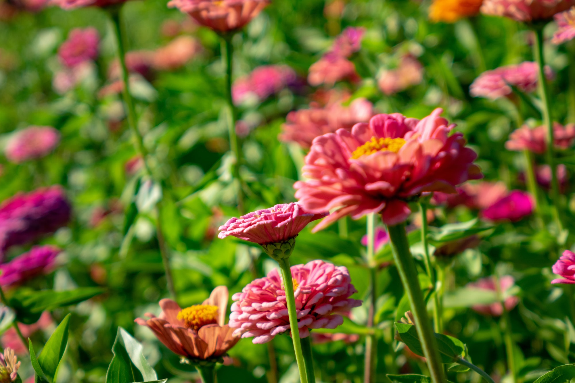 Blooming flowers zinnia in the summer garden on a sunny day. Floral layout