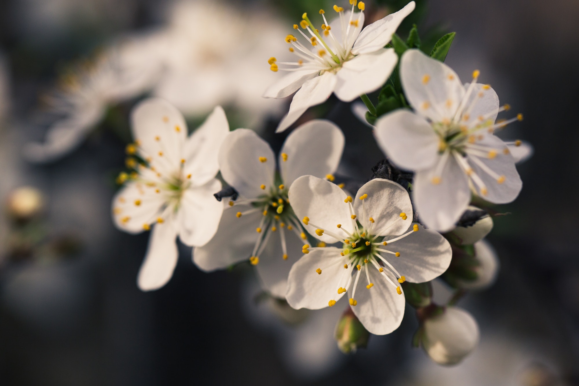 Spring blossom flowers apricot