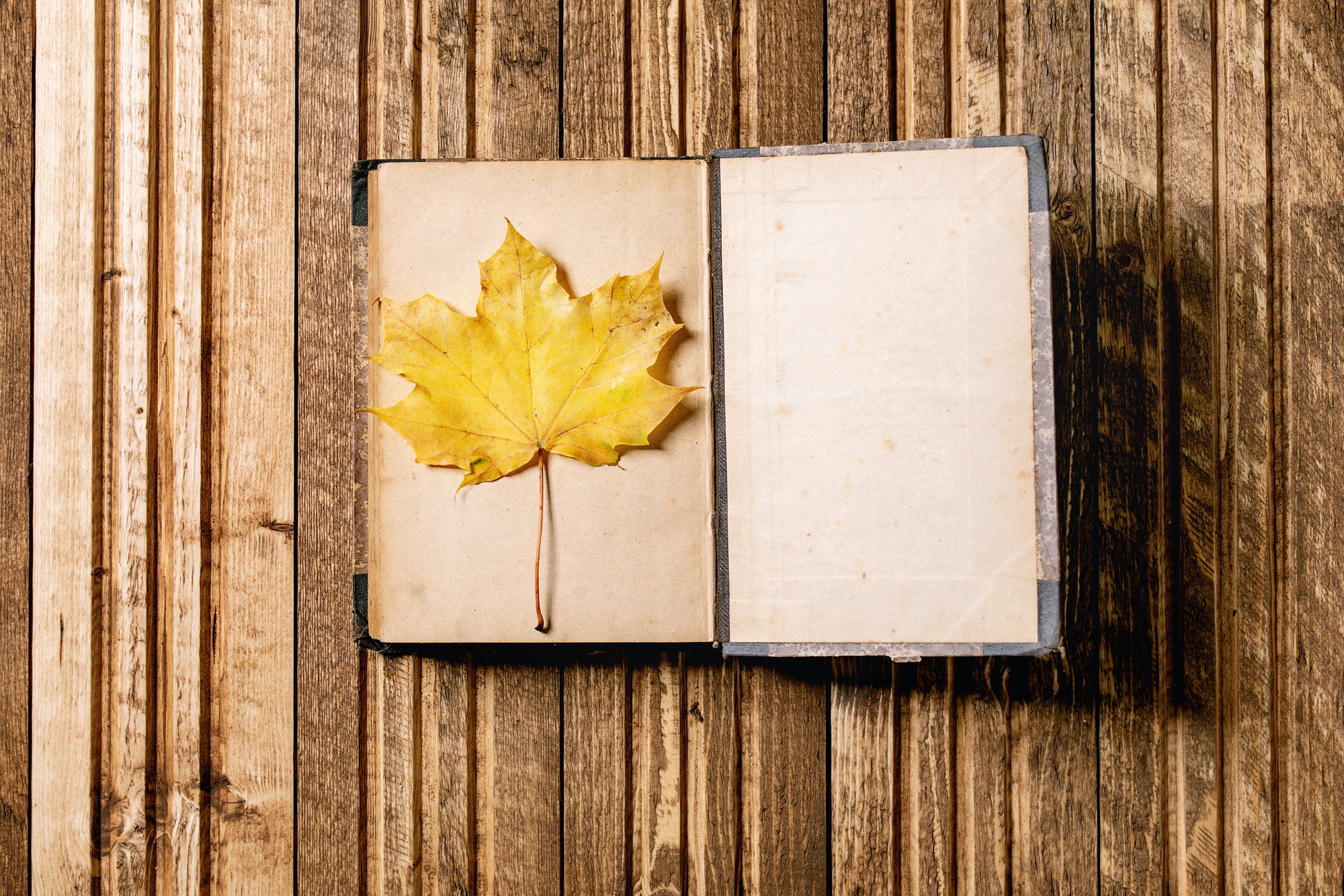 Book and autumn leaves
